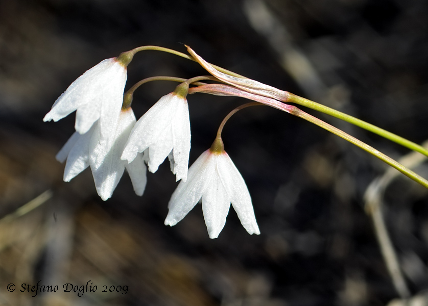 Leucojum autumnale / Campanelle autunnali